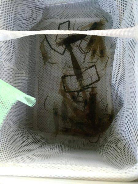 テナガエビ釣行in多摩川