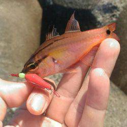 真っ昼間の伊東港の新井堤防で穴釣り。