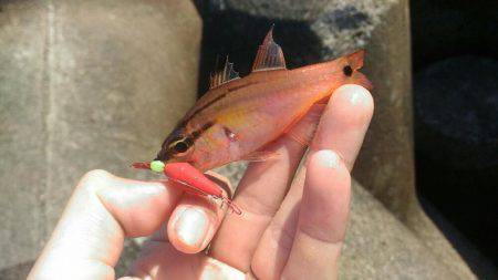 真っ昼間の伊東港の新井堤防で穴釣り。