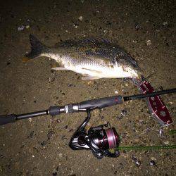 キビレ調査　ＮＯ，１６