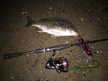 キビレ調査　ＮＯ，１６