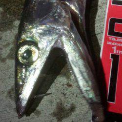 焼津新港　またまたアオリイカやヒラメが釣れちゃいました！