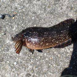 またまたアイナメ