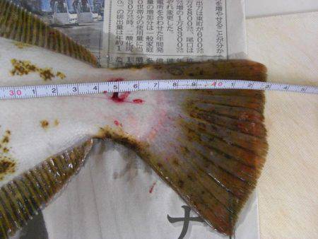 ひらめゲットだぜ!!