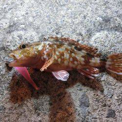 メバルはそろそろ終わりか？