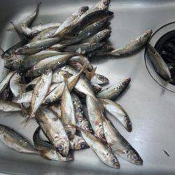 エギング+サビキ釣り