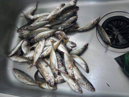 エギング+サビキ釣り