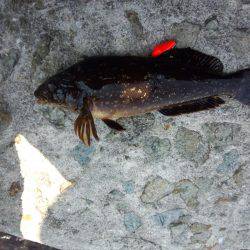 アイナメも釣れる