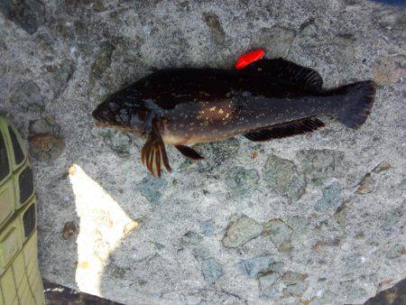 アイナメも釣れる