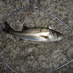 渋いながらもまずまず