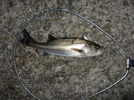 渋いながらもまずまず