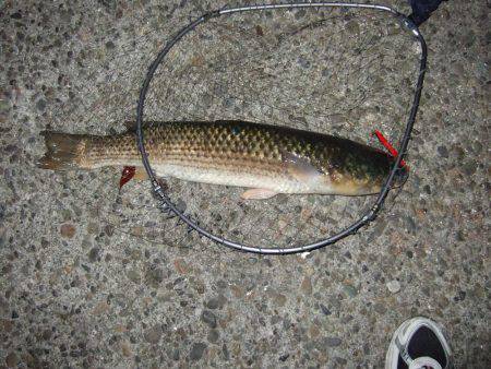 バースデープレゼント