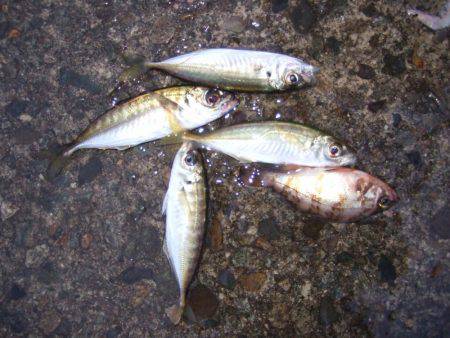 久しぶりに香住にアジ釣り。