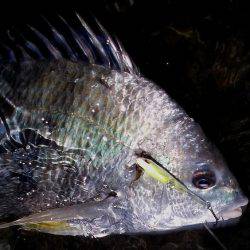 甲子園浜　ウェーディング　４５ｃｍ