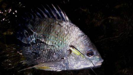 甲子園浜　ウェーディング　４５ｃｍ