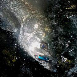 甲子園浜　２日連続　キビレとシーバス