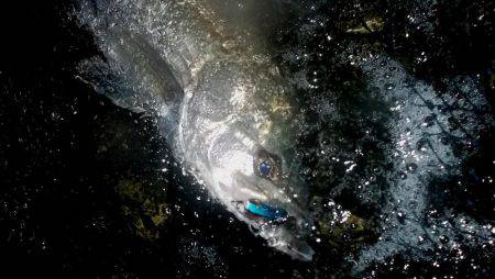 甲子園浜　２日連続　キビレとシーバス