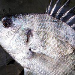 甲子園浜 デイゲーム スズキ&キビレ