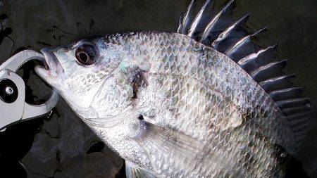 甲子園浜 デイゲーム スズキ&キビレ