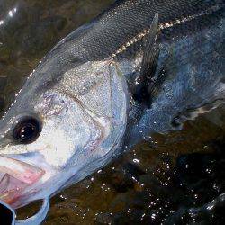 甲子園浜　デイゲーム　シーバス５×キビレ２×エイ４