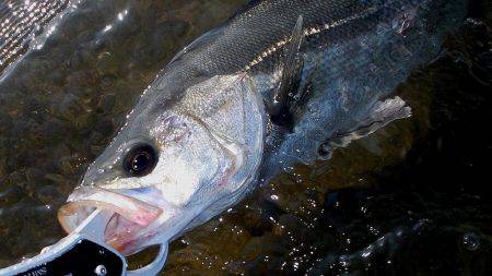 甲子園浜　デイゲーム　シーバス５×キビレ２×エイ４