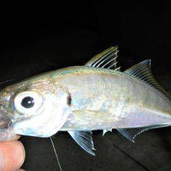 最後に、ドンっ