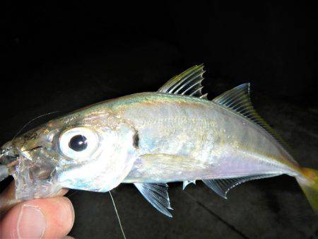 最後に、ドンっ