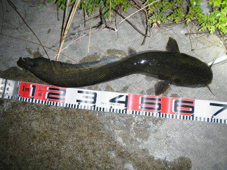 シーバス釣れずナマズ