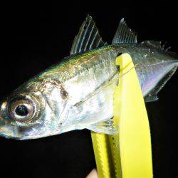 アジングは不調