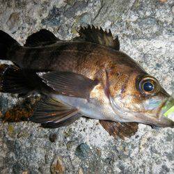 本日も釣れません