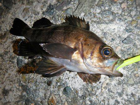 本日も釣れません