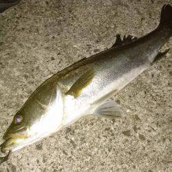 シーバスバチ抜け