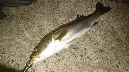 シーバスバチ抜け