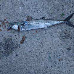 ガシラ32㎝を筆頭に