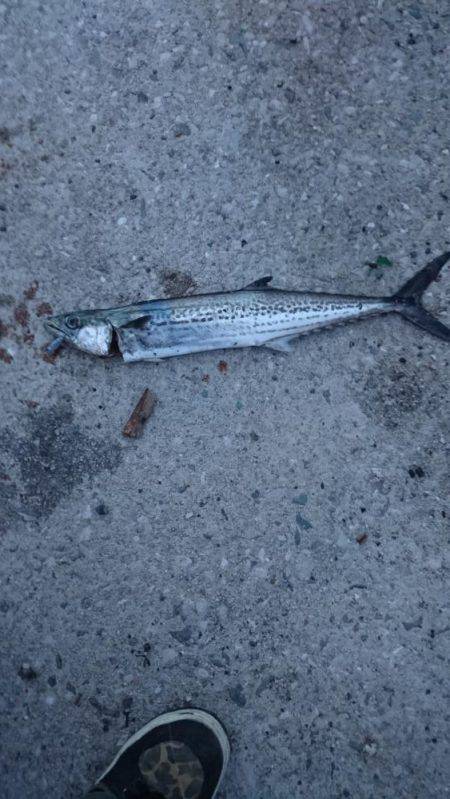 ガシラ32㎝を筆頭に