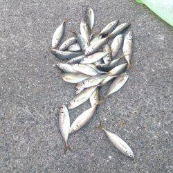 ジャンボ釣りたい