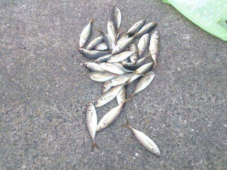 ジャンボ釣りたい