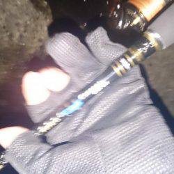 雑賀崎にて春イカ