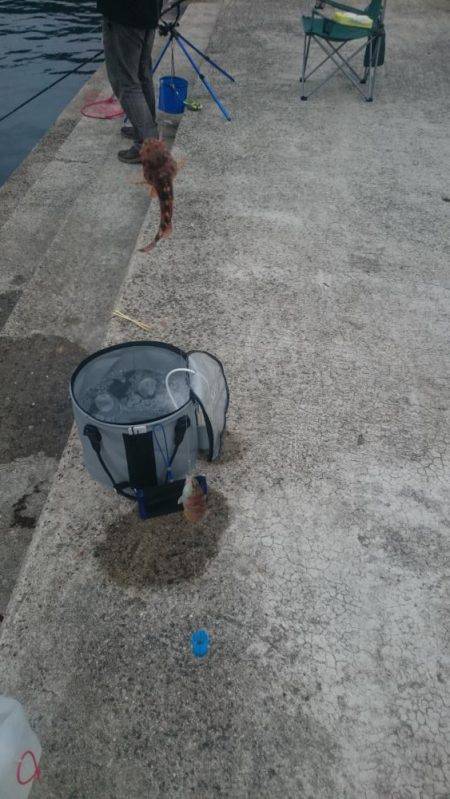 アオリはどこに？