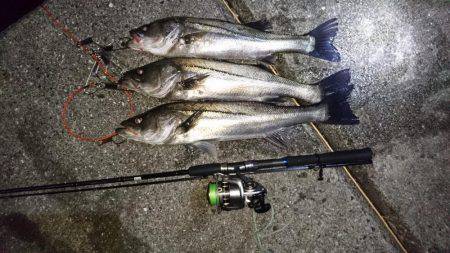 シーバスバチ抜け