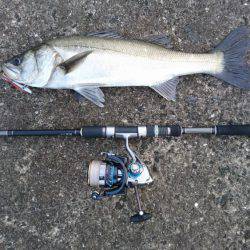 イワシパターン