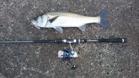 イワシパターン