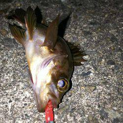 小さいメバルと普通のガシラ