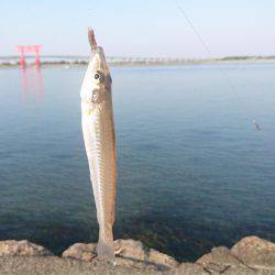 キス釣りスタート