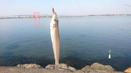 キス釣りスタート