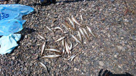 のんびりキス釣り