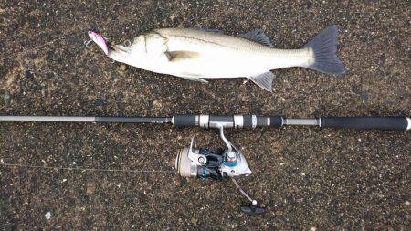 シーバスのちガシラ