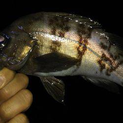 メバル狙いで、ドラグが止まらない!