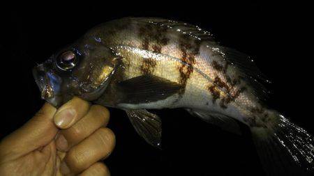 メバル狙いで、ドラグが止まらない!