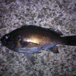 今年、初アジ～!!